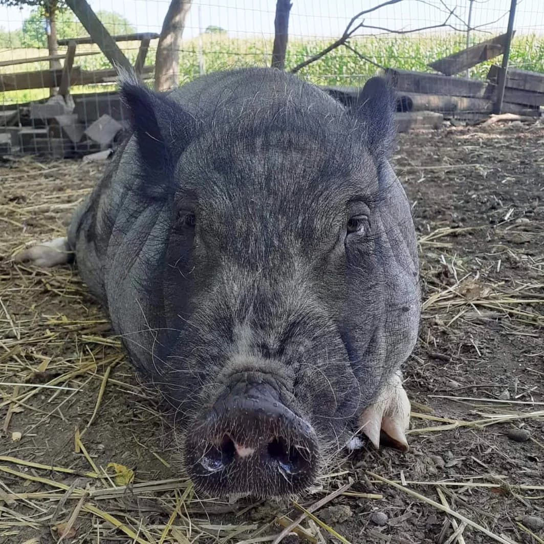 PALLINO,  Mixed Breed for adoption at ENPA, Rome