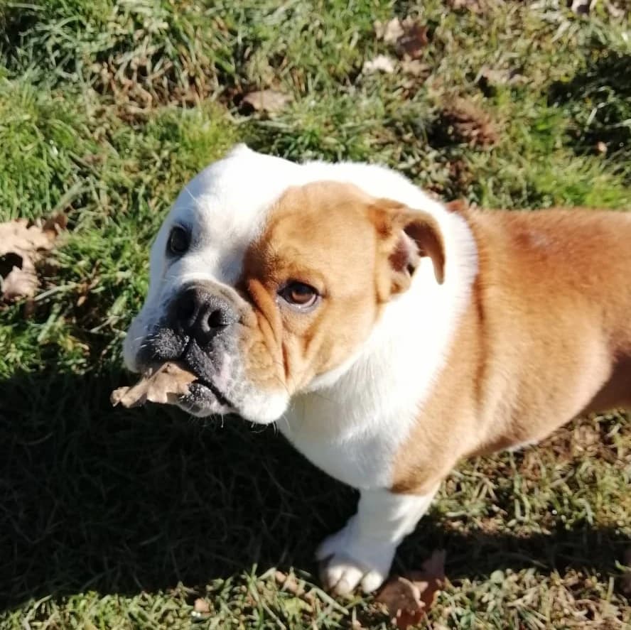 GINO,  Mixed Breed for adoption at ENPA, Rome