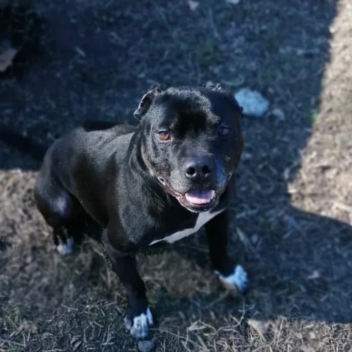 RAMBO,  Mixed Breed for adoption at ENPA, Rome