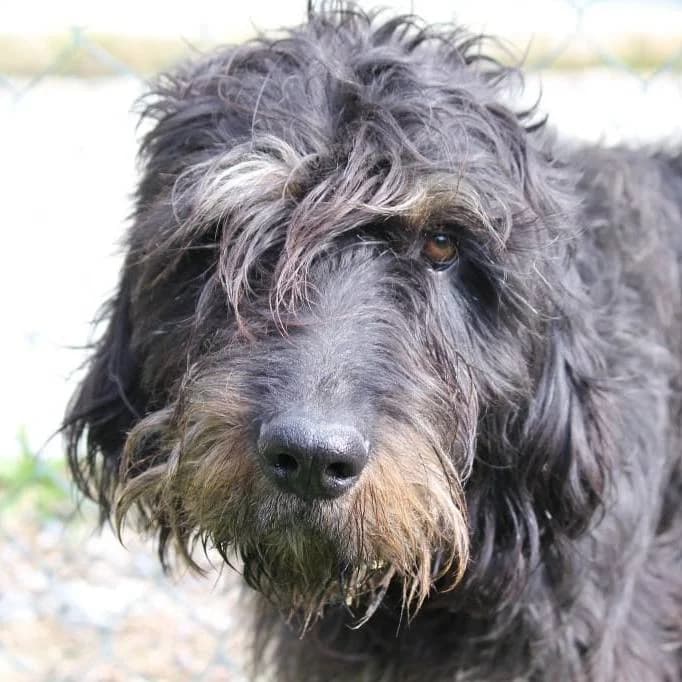 RODRIGO, male Mixed Breed for adoption at ENPA, Rome