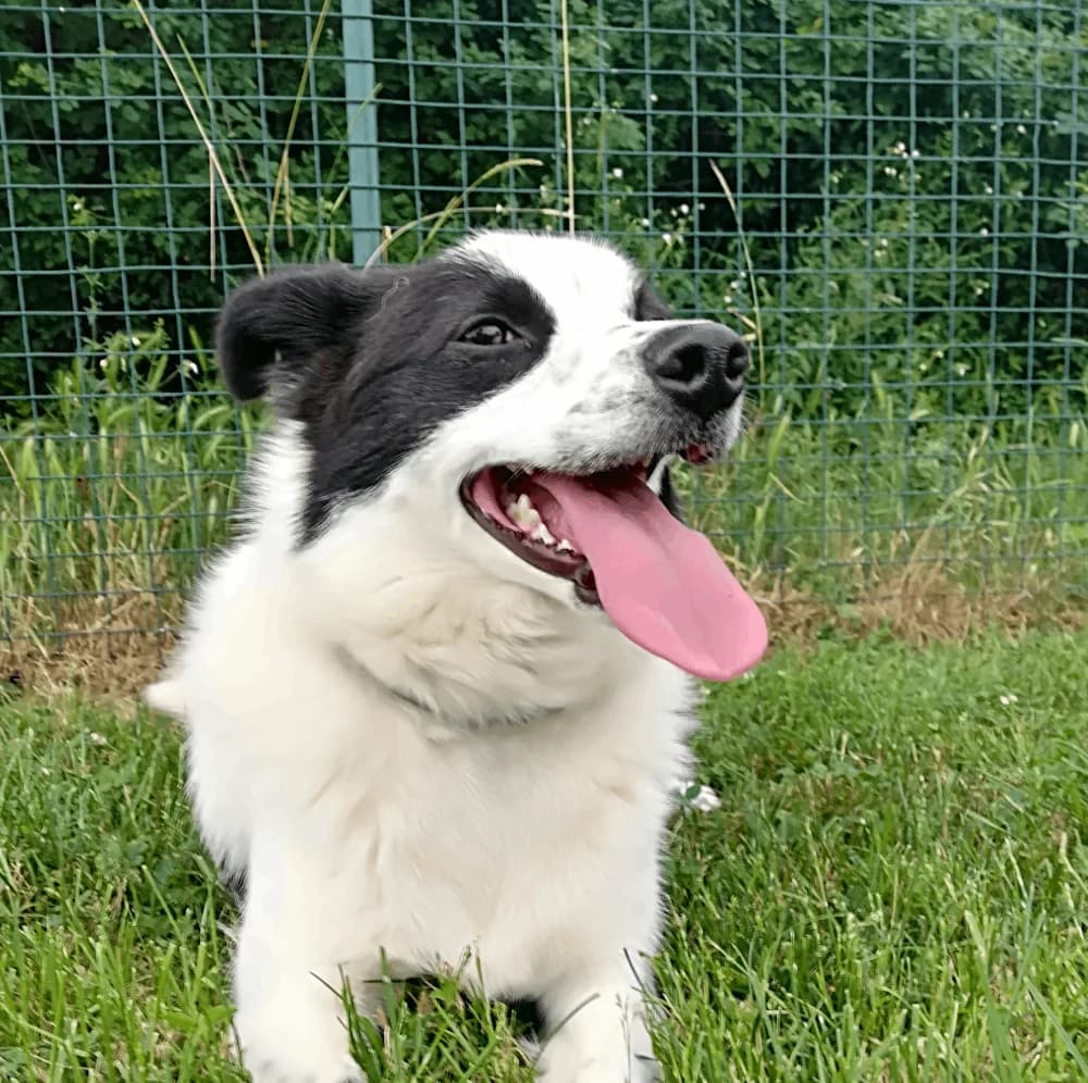 GINGER,  Mixed Breed for adoption at ENPA, Rome