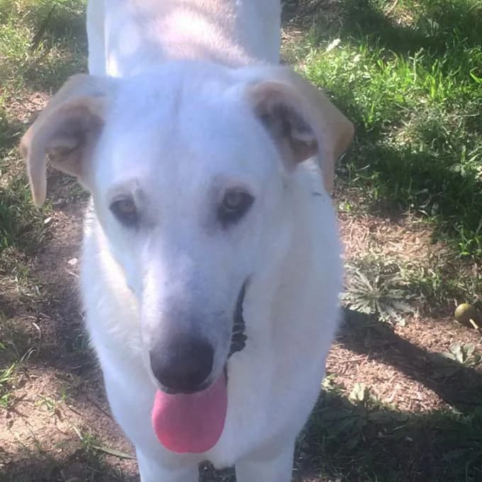 PIA,  puppy Mixed Breed for adoption at ENPA, Rome