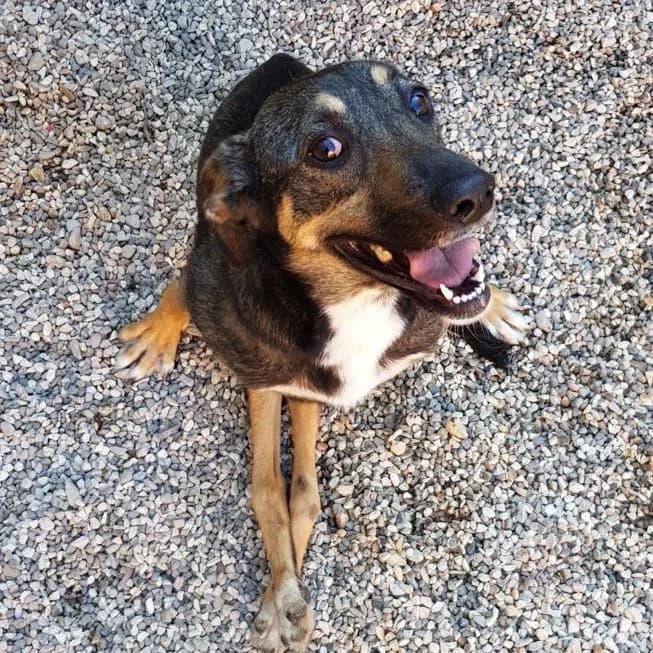 LISI,  Mixed Breed for adoption at ENPA, Rome