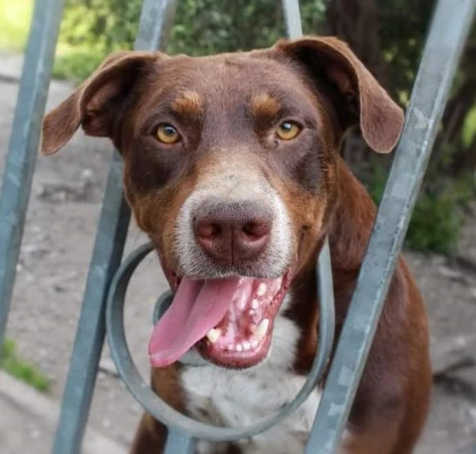 CHOCO,  Mixed Breed for adoption at ENPA, Rome
