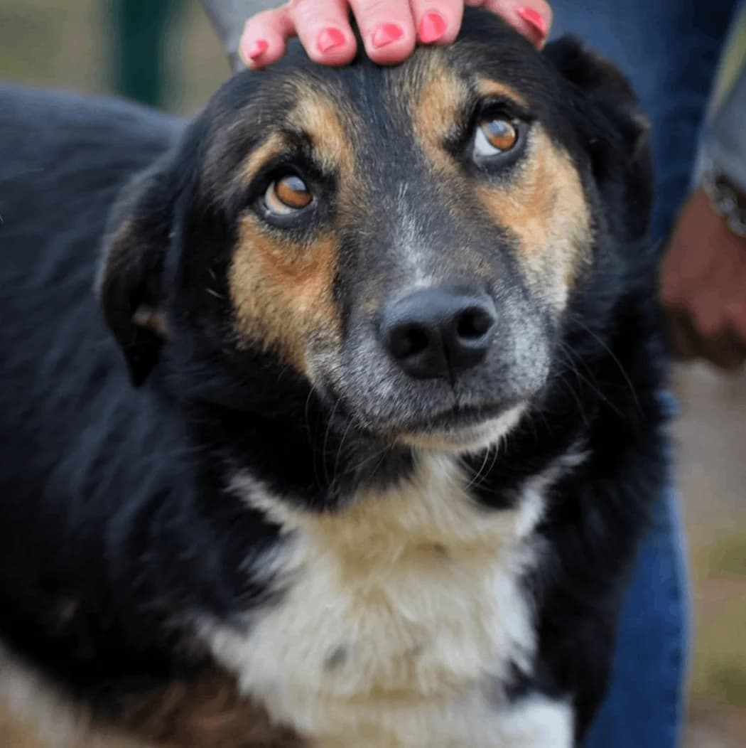 TOBIAS,  puppy Mixed Breed for adoption at ENPA, Rome