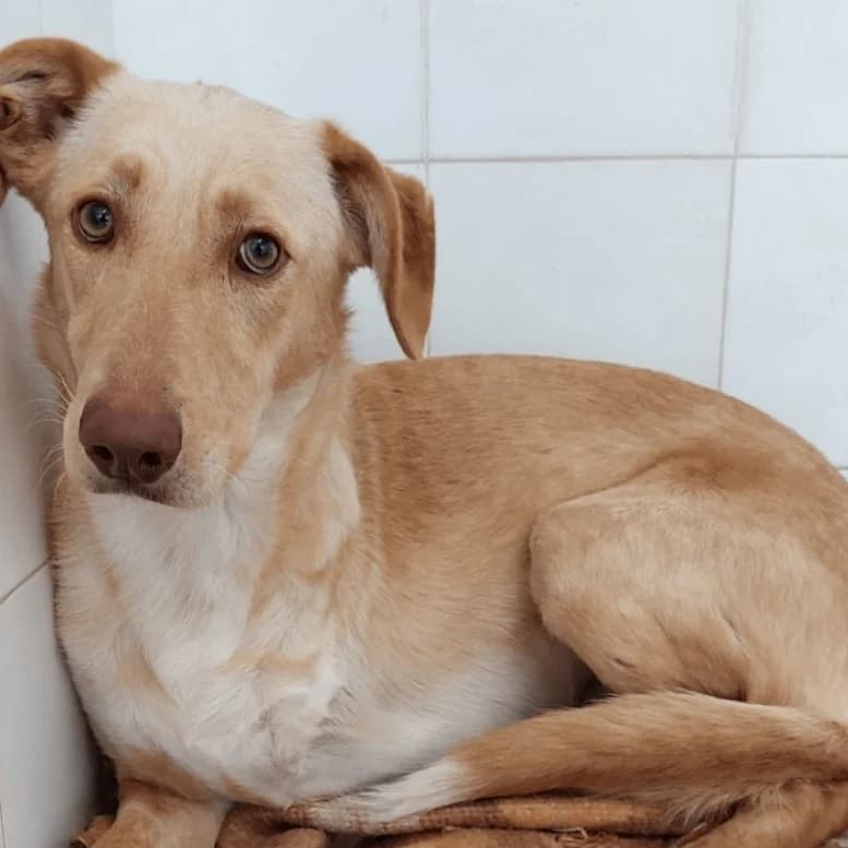 SKY,  Mixed Breed for adoption at ENPA, Rome