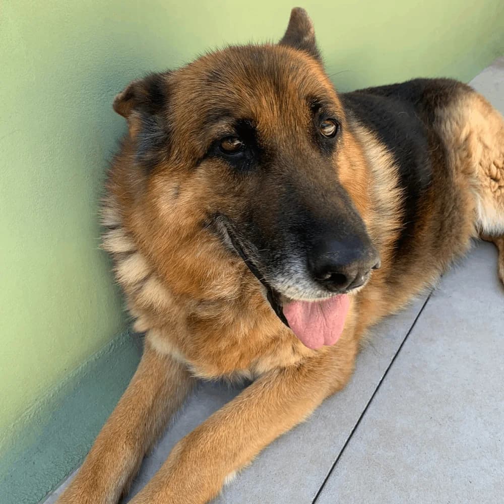 BANIA,  Mixed Breed for adoption at ENPA, Rome