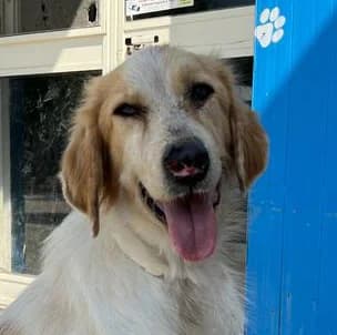 DAFNE,  Mixed Breed for adoption at ENPA, Rome