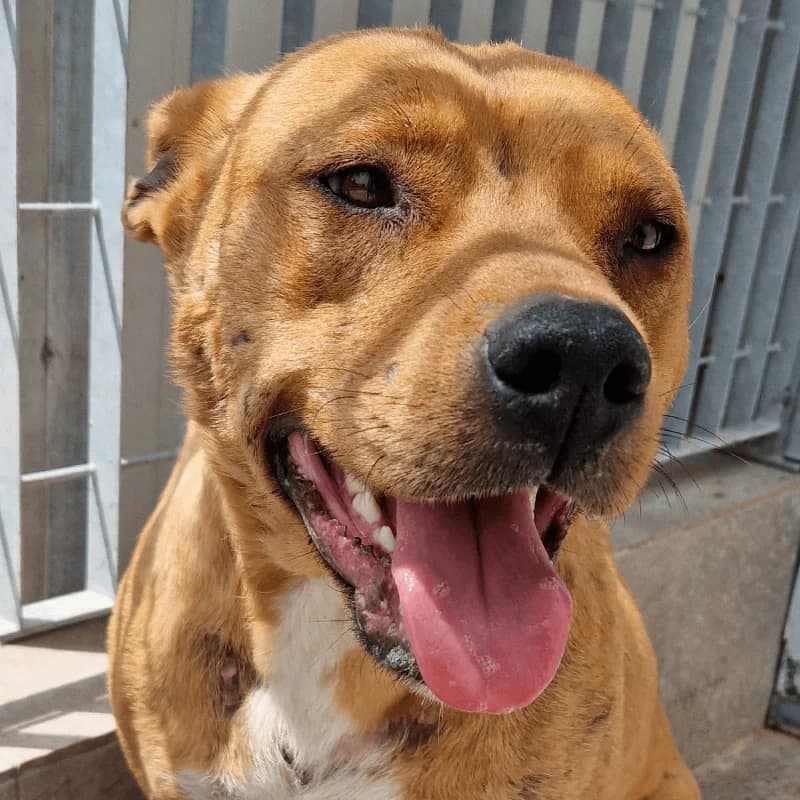 ANGIOLINA,  Mixed Breed for adoption at ENPA, Rome