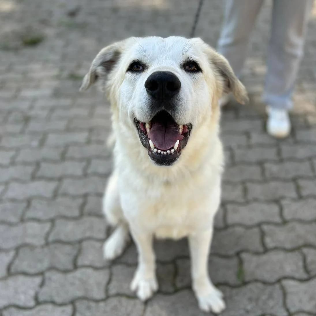 SIMBA,  Mixed Breed for adoption at ENPA, Rome