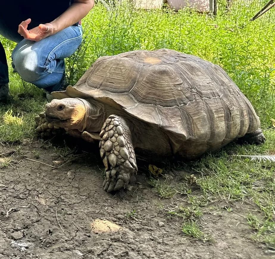 ABELARDA,  Mixed Breed for adoption at ENPA, Rome