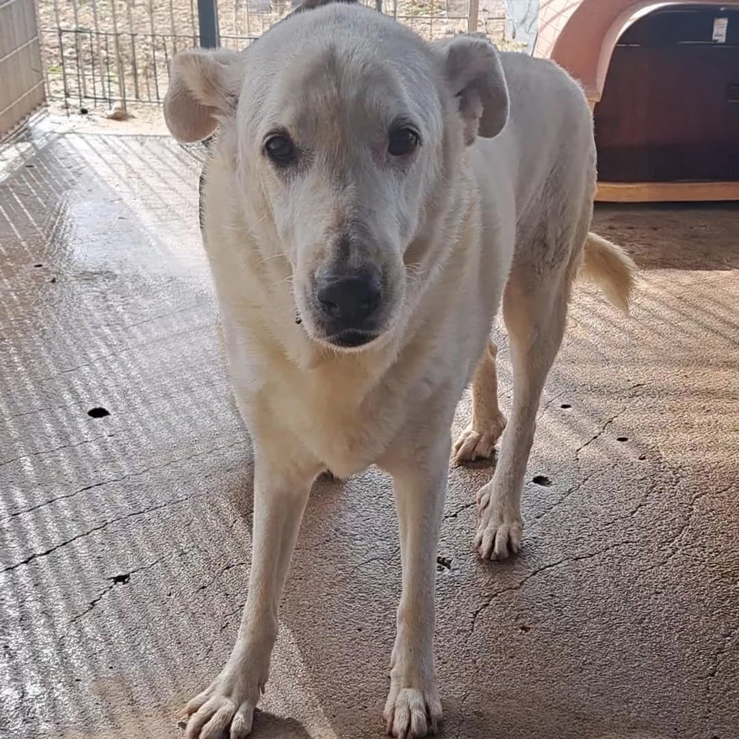 FRAM,  Mixed Breed for adoption at ENPA, Rome