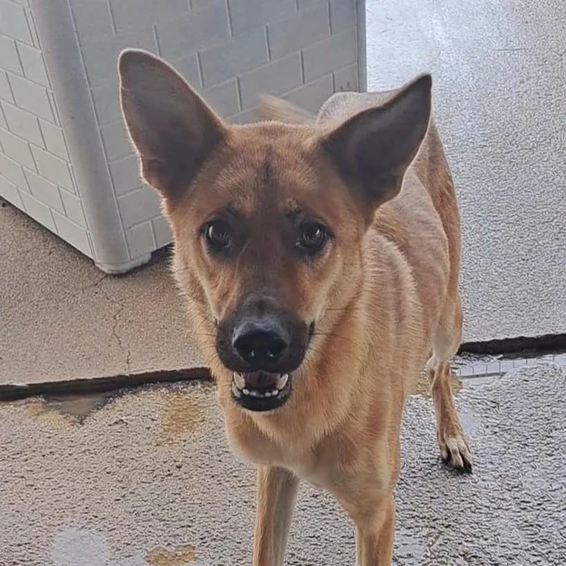 ELIA,  puppy Mixed Breed for adoption at ENPA, Rome