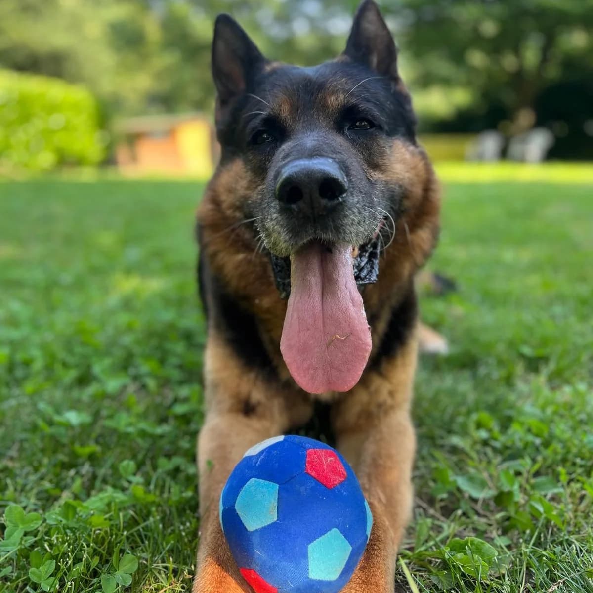 ARGO,  Mixed Breed for adoption at ENPA, Rome