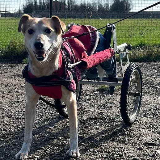 PICCOLO,  Mixed Breed for adoption at ENPA, Rome