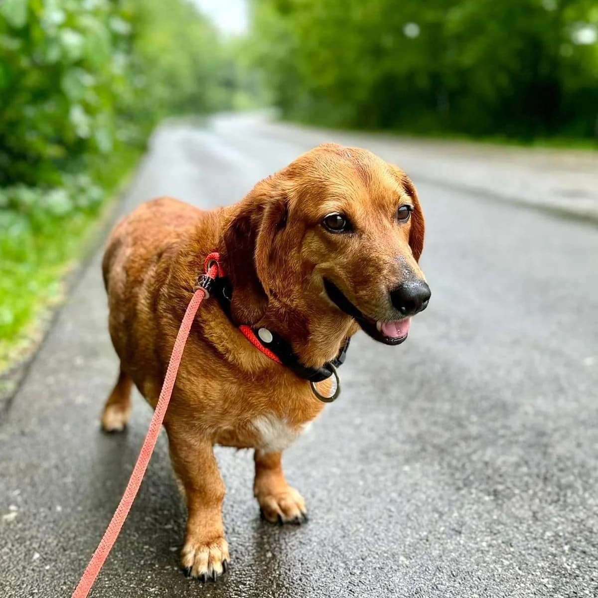 ROY,  senior Dachshund for adoption at ENPA, Rome