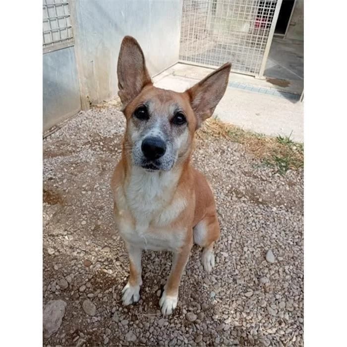 Freia, Fulvo female senior German Shepherd for adoption at Canile della Muratella, Roma