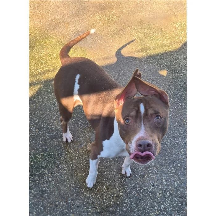 Oliver, Pit Bull Terrier (Canile della Muratella)