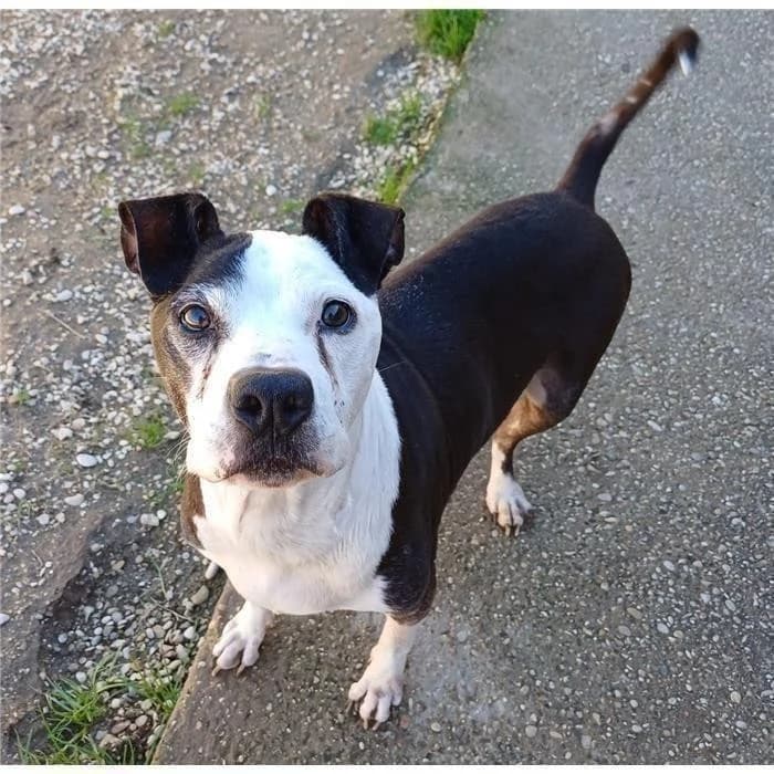 Nazarena, Bianco Nero female senior American Staffordshire Terrier for adoption at Canile della Muratella, Roma