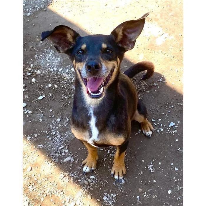 Dobby,  (Canile della Muratella)