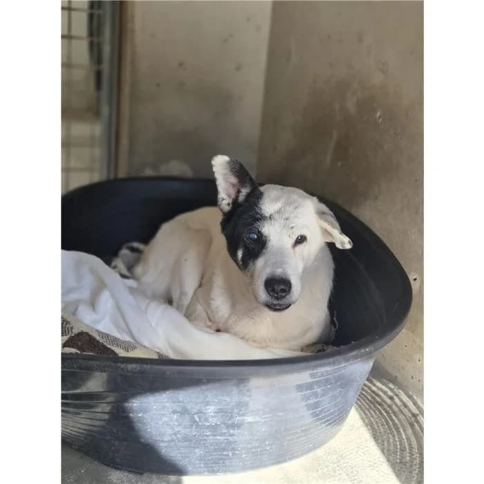 Nebbia, Bianco Nero female senior mixed breed for adoption at Canile della Muratella, Roma