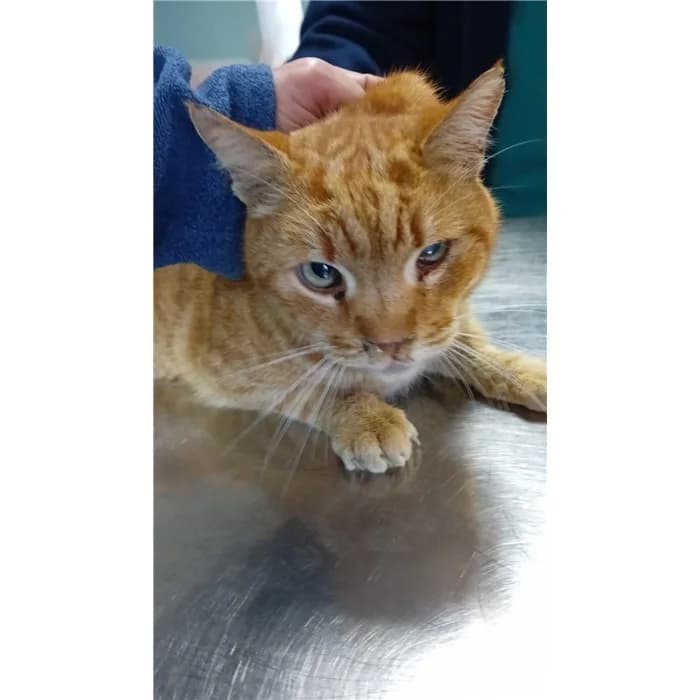 Gedeone, Rosso Tigrato male senior European Shorthair for adoption at Canile della Muratella, Roma