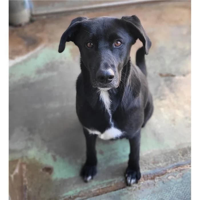 Sandra, Nero Bianco female 5yo mixed breed for adoption at Canile della Muratella, Roma