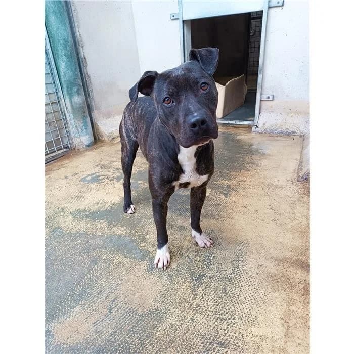 Corinne, Tigrato female 3yo Pit Bull Terrier for adoption at Canile della Muratella, Roma