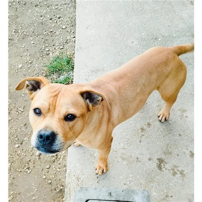 Simon, Fulvo male 5yo American Staffordshire Terrier for adoption at Canile della Muratella, Roma