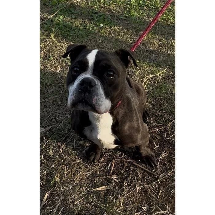Molly/pumba, Nero Bianco female 7yo American Staffordshire Terrier for adoption at Canile della Muratella, Roma