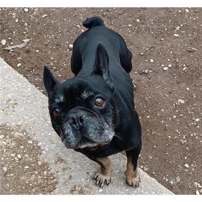 Napoleone, English Bulldog (Canile della Muratella)