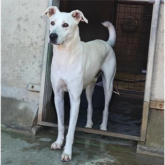 Leo,  (Canile della Muratella)