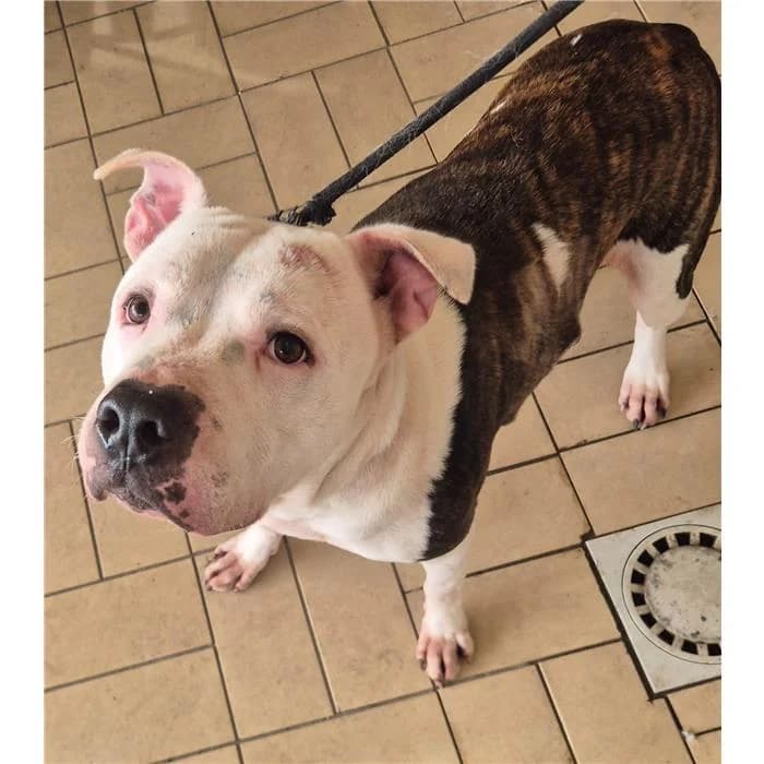 Diesel, Pit Bull Terrier (Canile della Muratella)