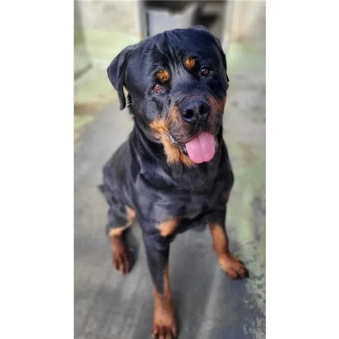 Tank, Nero Focato male young Rottweiler for adoption at Canile della Muratella, Roma