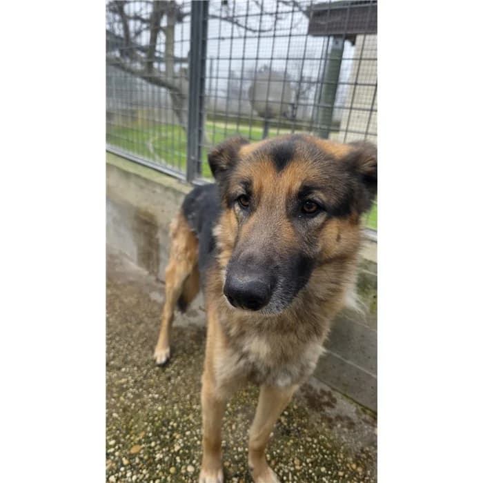 Tyson, Nero Focato male 3yo German Shepherd for adoption at Canile della Muratella, Roma