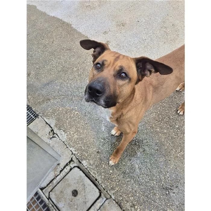 Babba', marrone bianco male senior mixed breed for adoption at Canile della Muratella, Roma