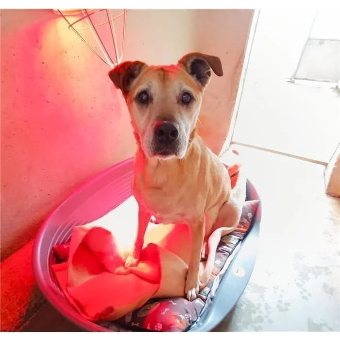Libera/vecchietta,  (Canile della Muratella)