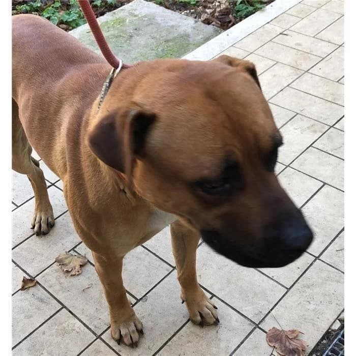 Boris, Pit Bull Terrier (Canile della Muratella)