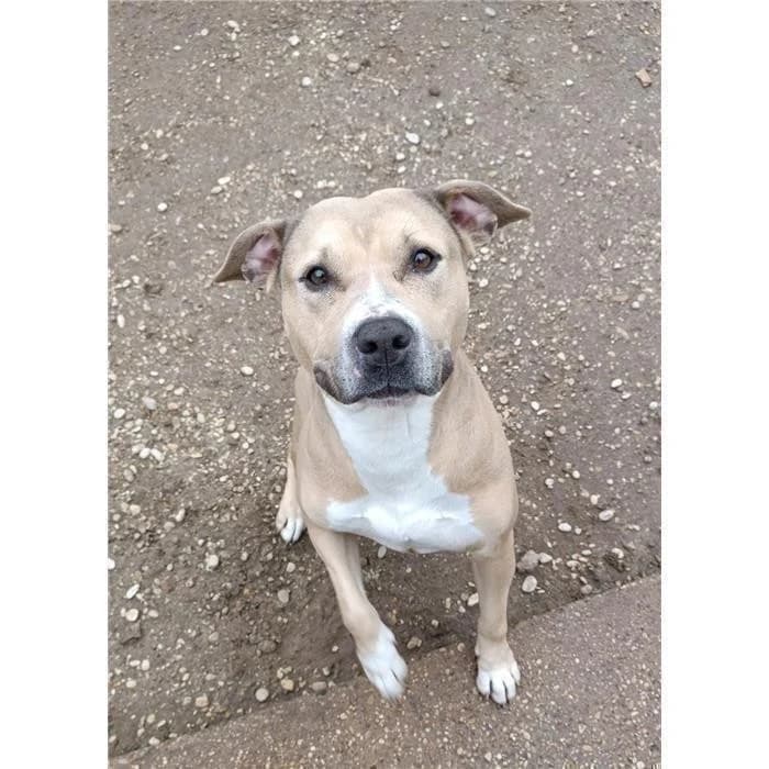 Atena, Pit Bull Terrier (Canile della Muratella)