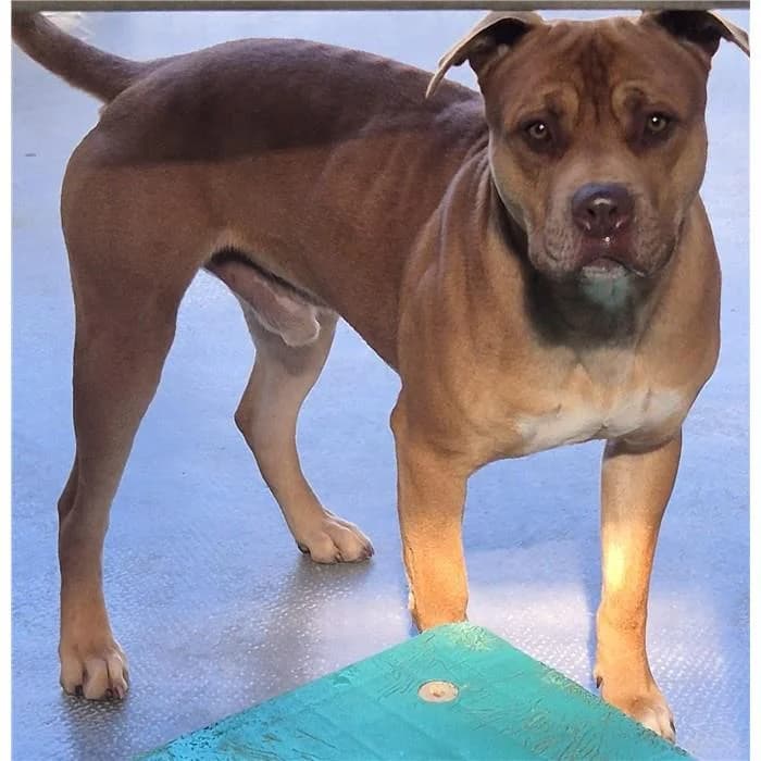 Red, Fulvo male young American Staffordshire Terrier for adoption at Canile della Muratella, Roma