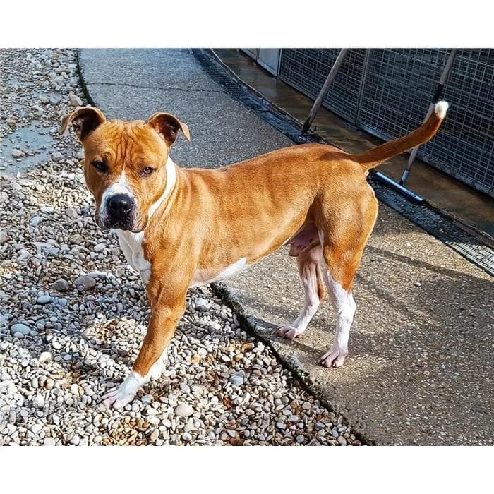Tibia, Pit Bull Terrier (Canile della Muratella)