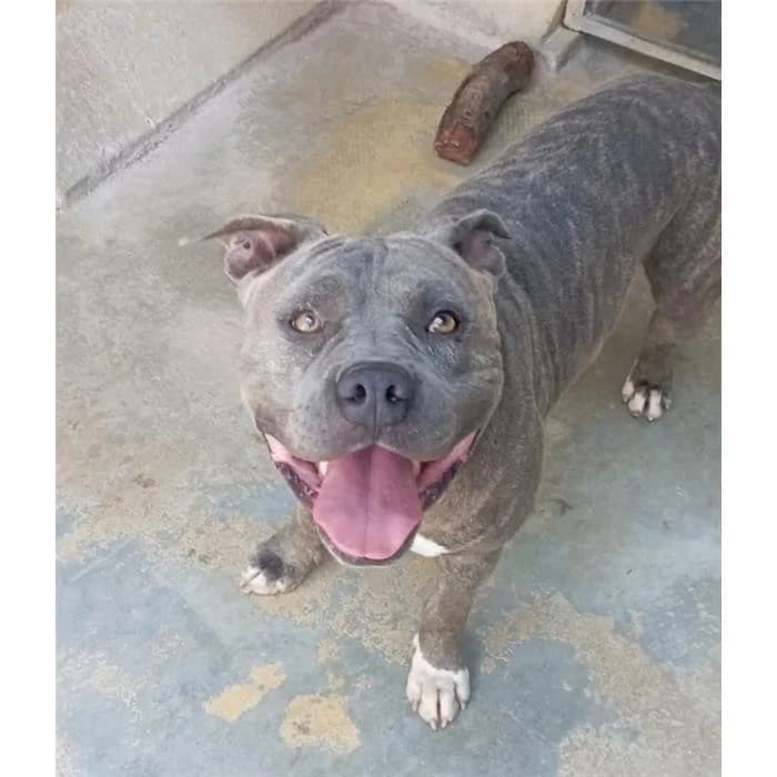 Thino, Pit Bull Terrier (Canile della Muratella)