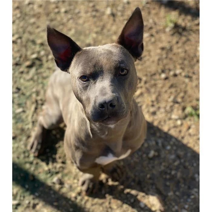 Mj, Pit Bull Terrier (Canile della Muratella)