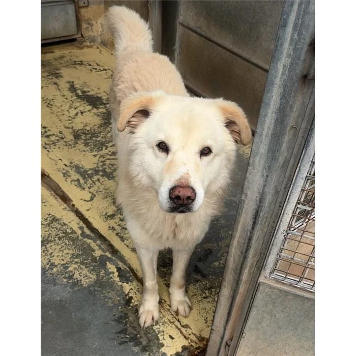Pippo, Fulvo male senior mixed breed for adoption at Canile della Muratella, Roma