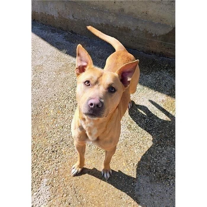 Floyd, Pit Bull Terrier (Canile della Muratella)