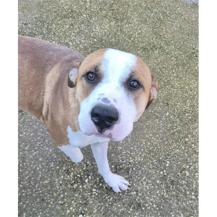 Slash, Pit Bull Terrier (Canile della Muratella)
