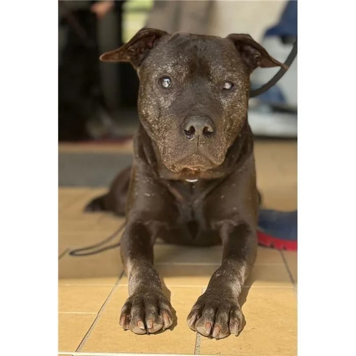 Bel/nibbio, Pit Bull Terrier (Canile della Muratella)