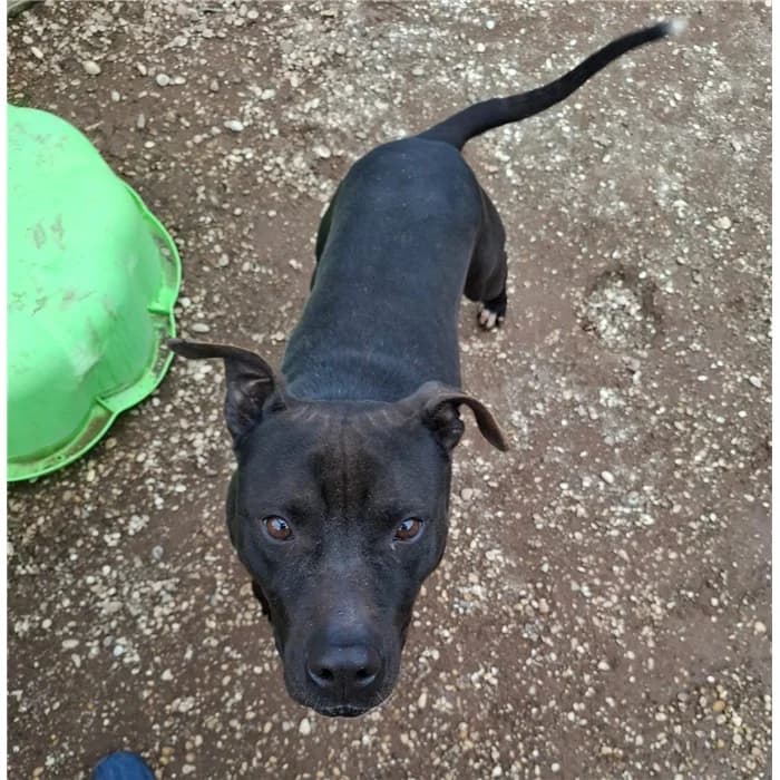 Dustin, Pit Bull Terrier (Canile della Muratella)