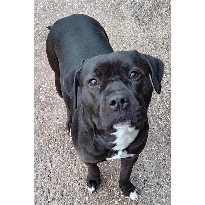 Agata, Pit Bull Terrier (Canile della Muratella)