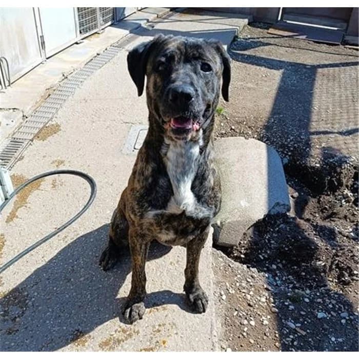 Aila, tigrato marrone female puppy mixed breed for adoption at Canile della Muratella, Roma